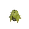 Tetranadon Helm X