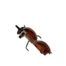 Ladybug Mortar