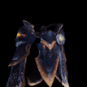 Lavasioth Coil α +