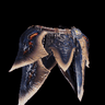 Lavasioth Coil α