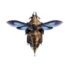 Cancadaman III