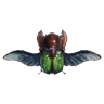 Torturoptède