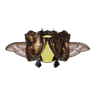 Gorgoceros I