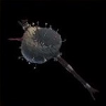 Bristly Pincushion