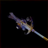 Empress Shell "Blaze"