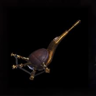 Gold Paralysis Flute