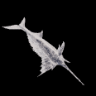 Xiphias Gladius